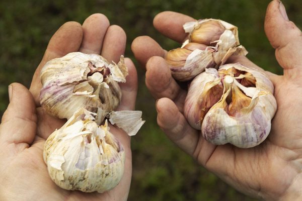 Опытные огородники точно знают, когда уже пора сажать чеснок, а когда еще слишком рано