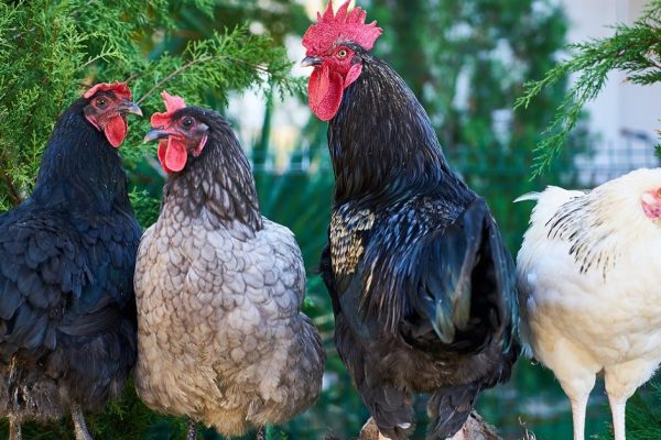 Чтобы куры активно неслись, во дворе обустраиваю место, где они могут много бегать и развлекаться