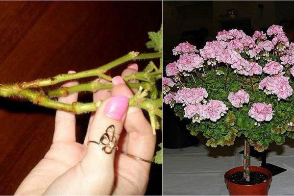 Чтобы обеспечить герани пышное цветение, нужно знать ЭТИ правила! Моим цветам завидуют все соседи.