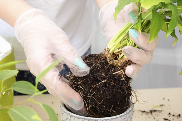 Грядет весенняя пересадка растений, рассказываю об ошибках, после которых цветы не спасти