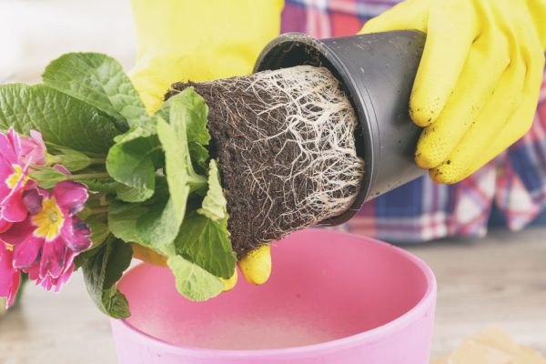 Благоприятные дни по лунному календарю для пересадки комнатных растений до конца 2020 года