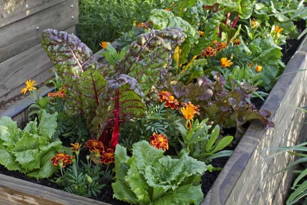 Сею бархатцы, чтобы на участке не осталось живого места, и в других цветах не нуждаюсь