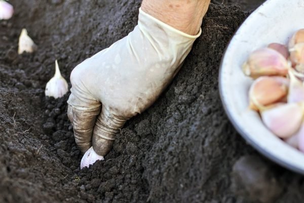 Опытные дачники точно знают, когда нужно сажать озимый чеснок, чтобы не потерять весь урожай