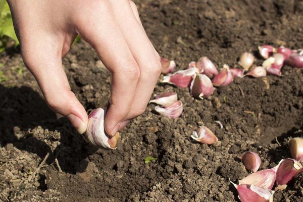 Когда сажать чеснок весной 2022 года по лунному календарю