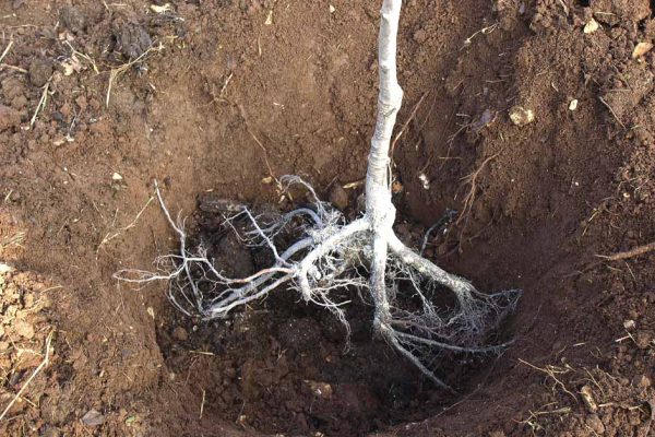 Саженцы выдерживают небольшой мороз, смело высаживаю деревья осенью