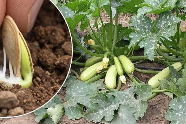 Благоприятные дни в апреле 2024 года, чтобы посадить кабачки в открытый грунт, урожай будет завидным