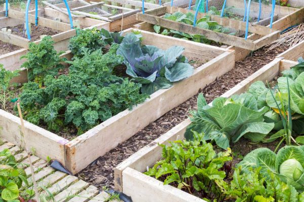 Когда и как правильно высаживать кабачки в грунт