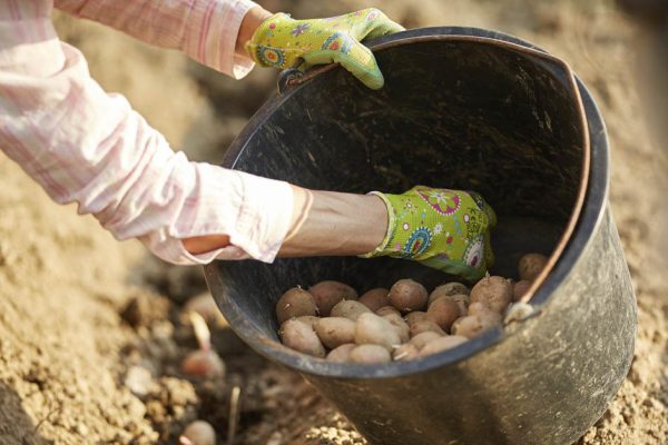 Почему опытные огородники сажают картофель только по лунному календарю и как выбрать благополучные даты