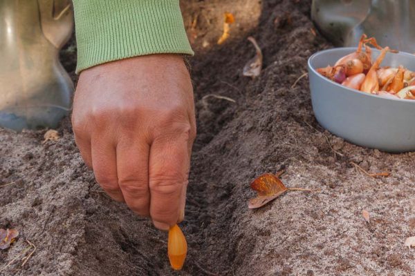 Сажаю лук и чеснок на зиму только по лунному календарю, иначе хорошего урожая не видать