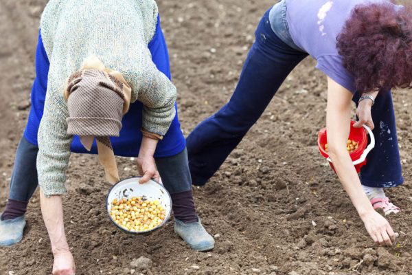 Золотые правила, без знания которых даже не стоит браться за посадку лука в открытый грунт