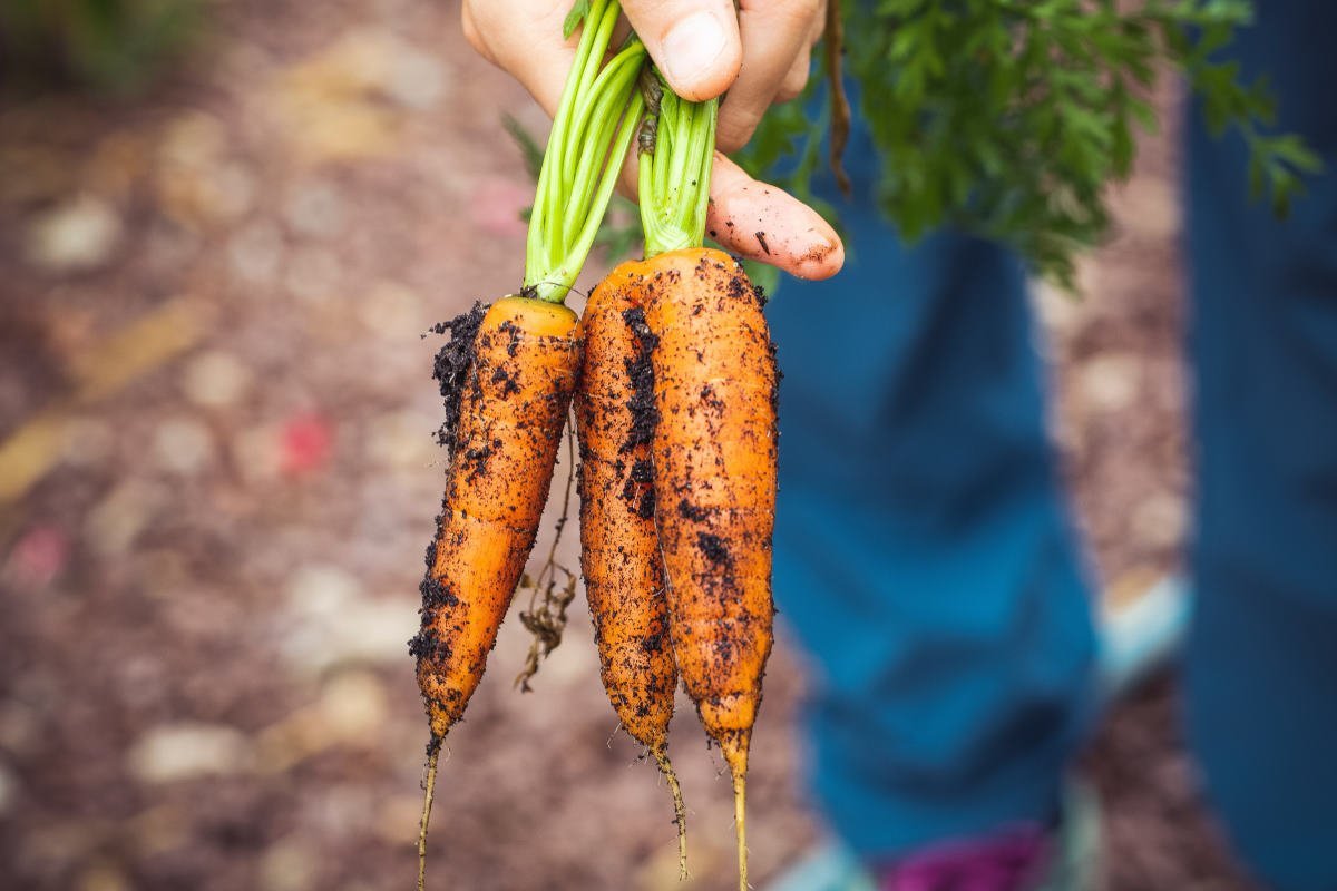 Когда посеять морковь в апреле, чтобы получить завидный урожай, лучшие дни Советы,Весна,Дача,Морковь,Овощи,Огород