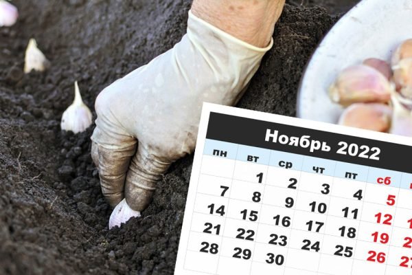 Бабушка учила никогда не сажать чеснок в поминальные дни, иначе урожай пропадет