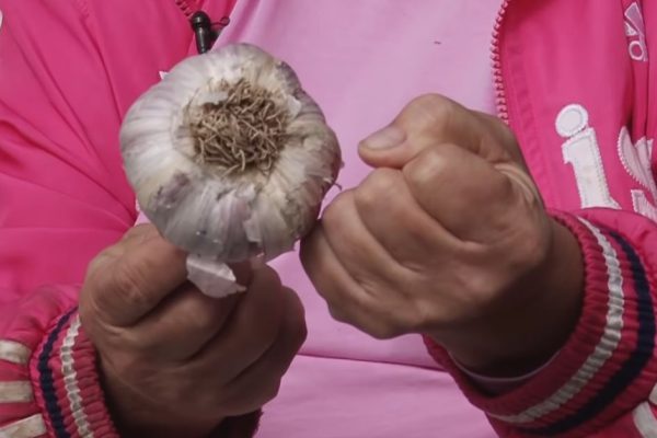 В сентябре сажаю чеснок, чтобы вырастить головки размером с кулак