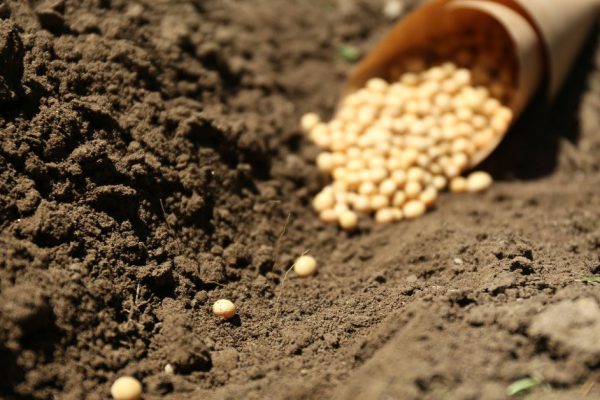 Что нужно знать о посеве семян в апреле