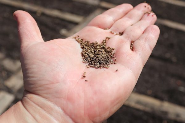 Closeup of carrot seeds on a hand with a garden in the background.