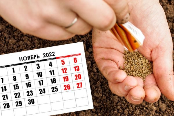 Почему опытные огородники предпочитают сеять морковь в ноябре и как правильно это делать