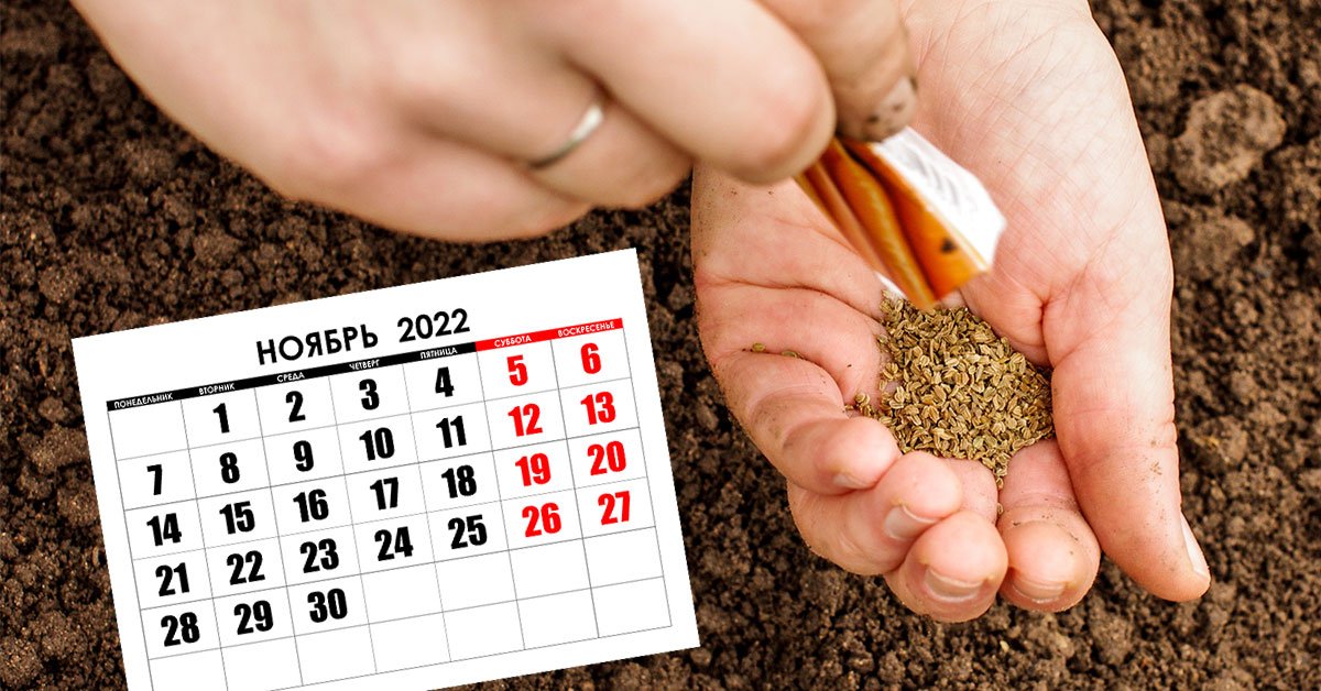 Когда сеять морковь под зиму: советы огородников