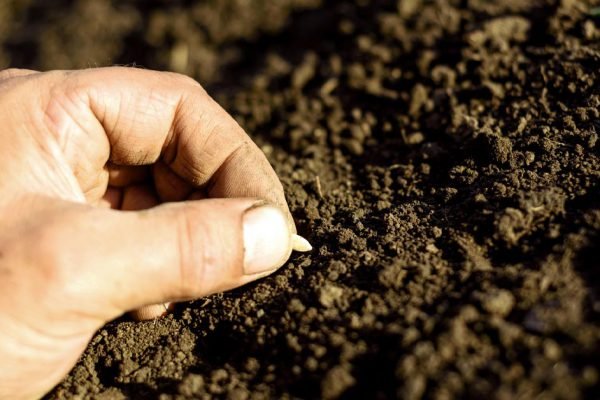 Солнечная погода шепчет, что пора сеять огурцы, но я держусь и жду благоприятных дней