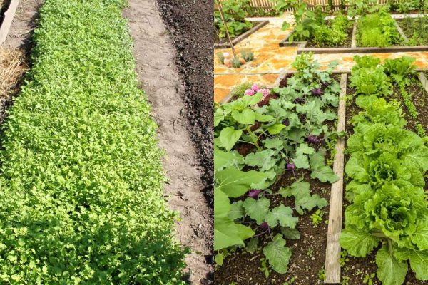 Всё, что дачники стесняются спросить о сидератах