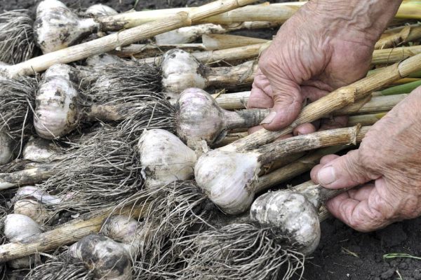 В какие июльские дни 2021 года лучше всего собирать чеснок, лунный календарь не врет