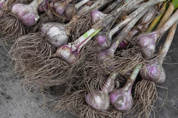 Бабушка всегда говорила, мол, когда придет время выкапывать чеснок, ты поймешь, есть верный признак