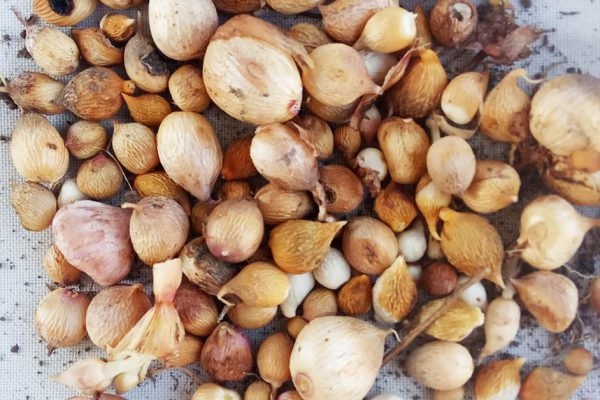 Что делать, если детки гладиолусов стали сухие и безжизненные