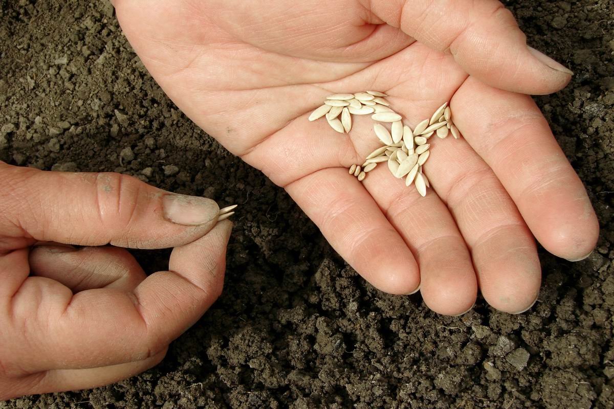 Каким концом сажать семена огурцов в землю фото