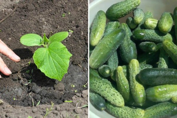 Пробил час, высаживаю огурцы в грунт срочно, соседи по даче за мной повторяют