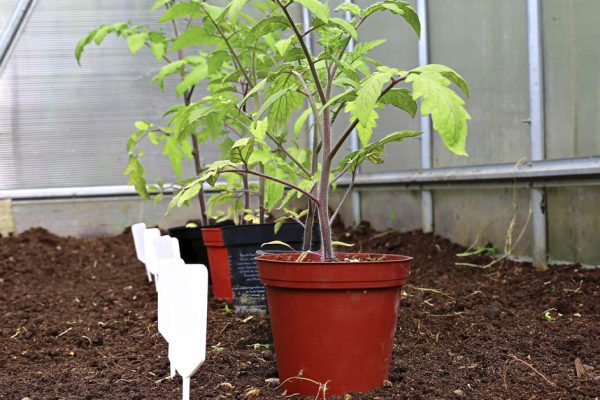 Замедляюсь и не высаживаю рассаду в теплицу наспех, быстрота нужна лишь при ловле блох