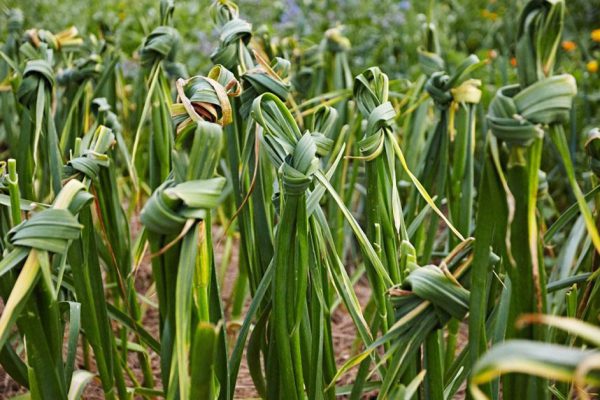 Зачем завязывать листья чеснока в узел