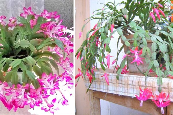 Бабушка просила не допускать роковых ошибок в выращивании декабриста