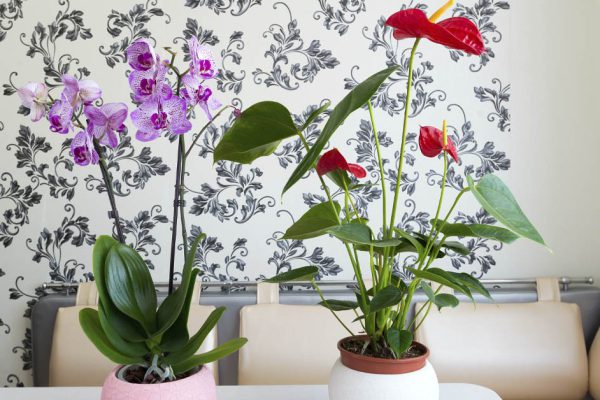 Комнатные растения, что нагло и пышно зацветут в зимние морозы