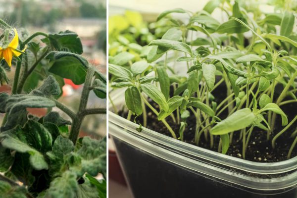 Как я сею комнатные помидоры в январе и делюсь рассадой с подружками