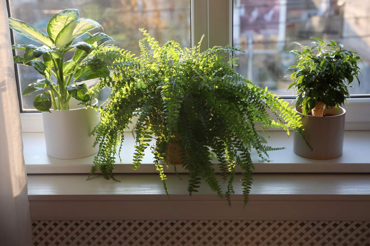 Какие растения нужны в доме, если окна выходят на юг