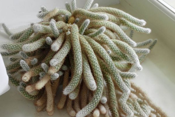 Какие растения нужны в доме, если окна выходят на юг