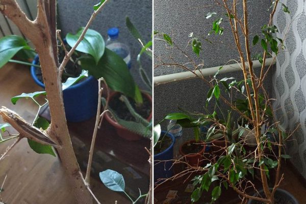 Спасение увядающих цветов, или Как реанимировать мамин вазон