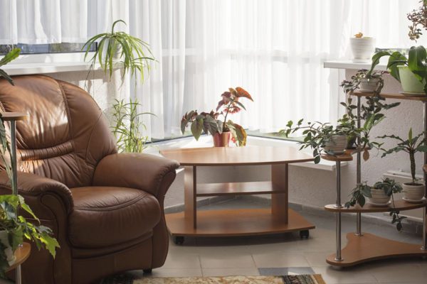 Комнатные растения, что портят интерьер