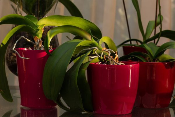 Close up green house plants in red pots.