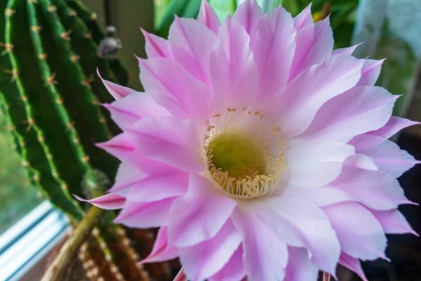 Благодаря этой специи домашние растения будут буять всю зиму, даже кактусы зацветут