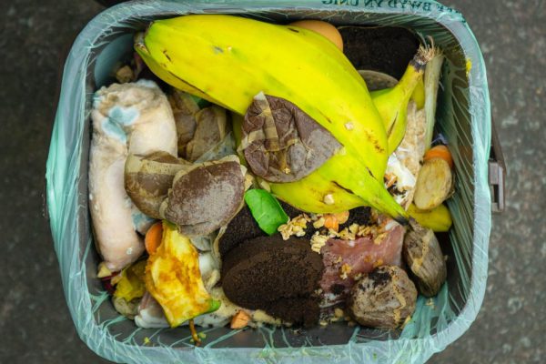 Что будет, если бросить куриную ножку в компостную яму