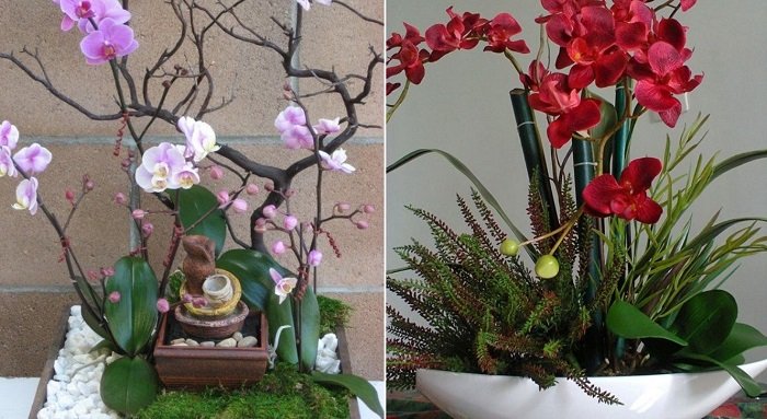 rozmnožovanie orchideí doma