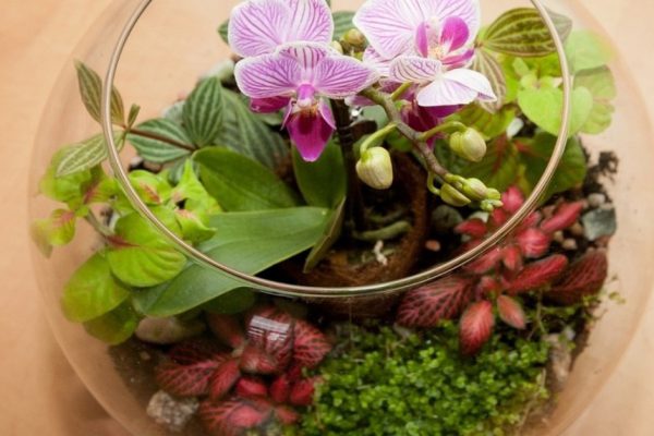 Как сделать композицию из орхидей