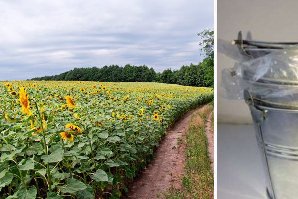 Собрала на поле целую охапку подсолнухов, чтобы превратить квартиру в сказку. Чудо-решение!