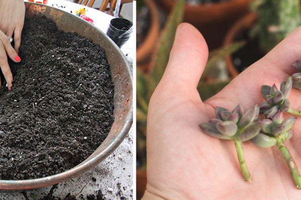 Это самый красивый горшок для растений, который я видела. Отличная идея!