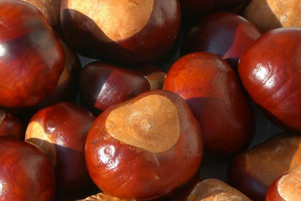 Каштанов под ногами пруд пруди, бабушка научила, как правильно их использовать