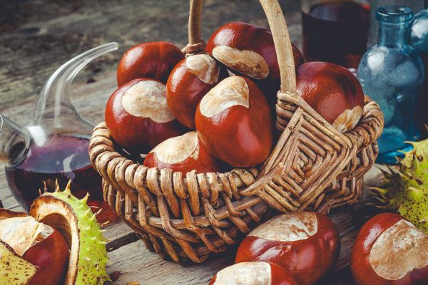 Чем полезен конский каштан