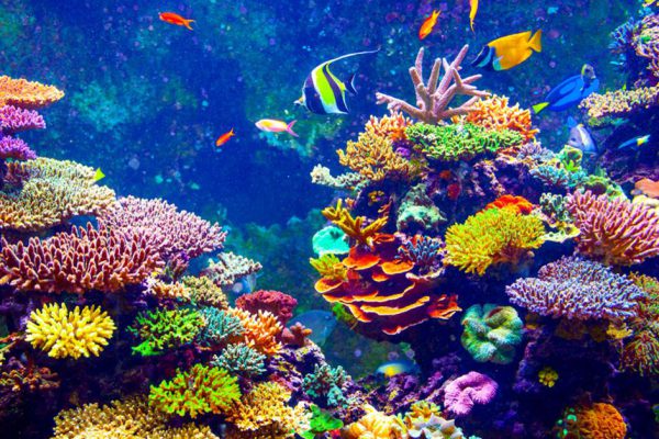 Морской биолог нашел способ быстро выращивать кораллы