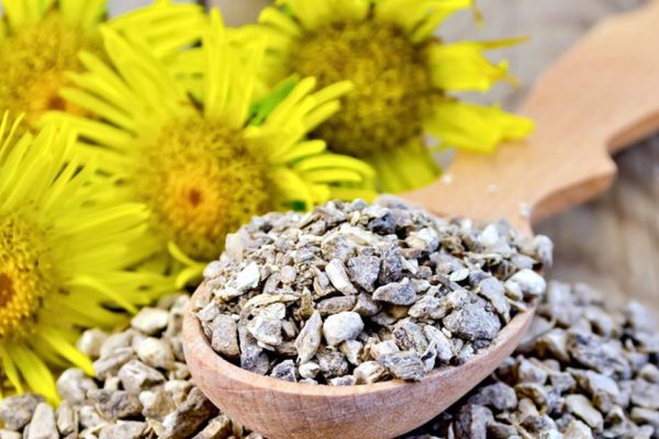 Wooden spoon with elecampane root, fresh yellow flowers elecampane on a wooden board