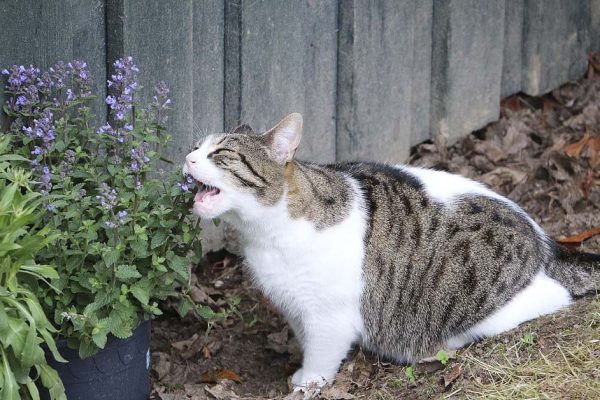 Сажаю на даче валериану с целью отпугнуть комаров