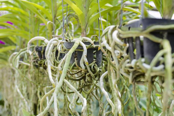 Что делать с корнями орхидеи